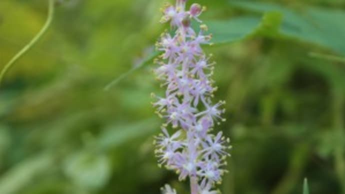 桜草公園を散策