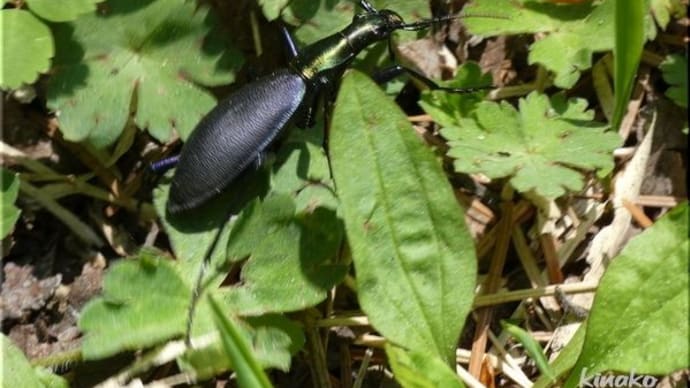 エゾマイマイカブリとサシガメと・・・。