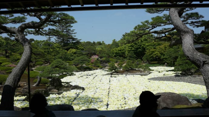 島根県の大根島　　由志園へ「幸せを呼ぶイエローガーデン」幻の黄金の池泉牡丹を見に行ってきました。