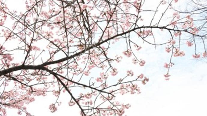 弥生三月ひな祭り、だと云うのに・・・
