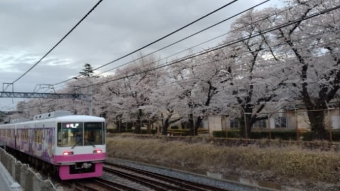 くぬぎ山発 桜巡り🌸