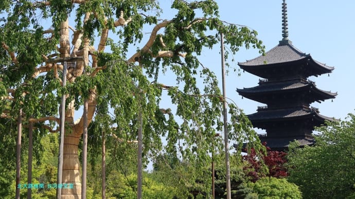【京都幕間旅情】東寺,平安遷都時代からの古刹伽藍を見上げつつ考えるのは当面の課題