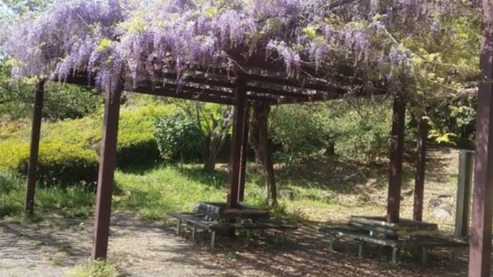 フジの花、難波津