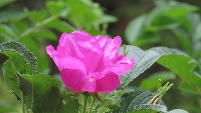 高崎染料植物園の花