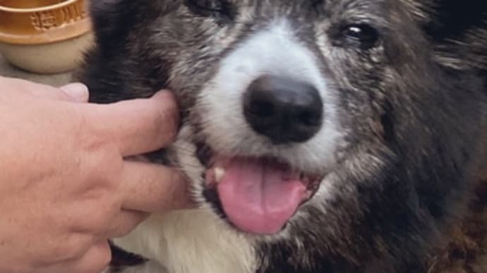 愛犬が旅立ちました