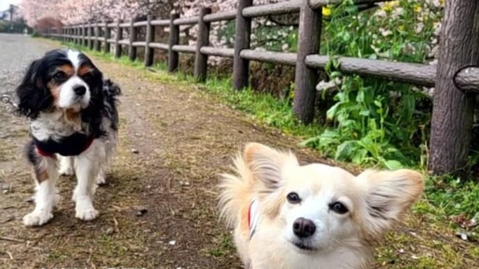 「一ノ堰ハラネ」の春めき桜🌸~南足柄桜めぐり②