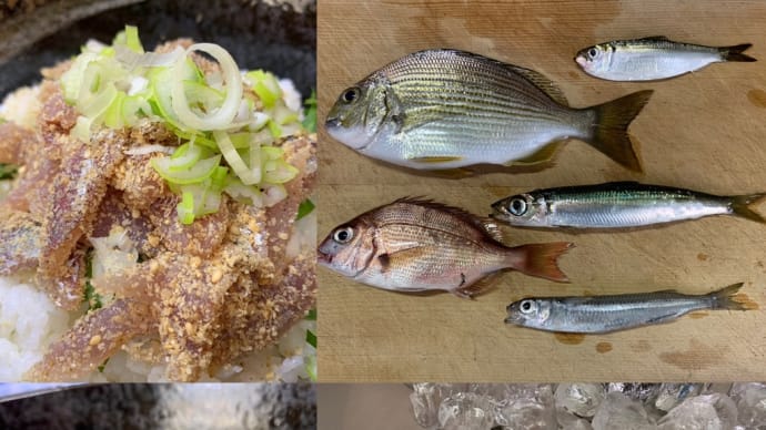 2023年10月1日【北条湾釣行】遊びながらネンブツダイを食べる釣りのお供のキジトラ猫