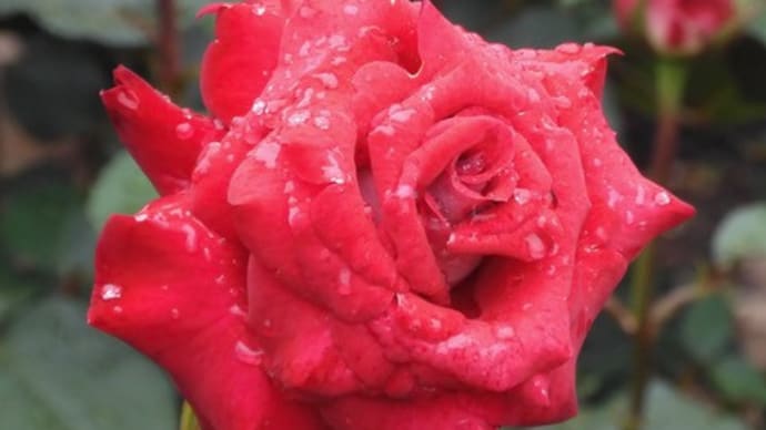 2025年の薔薇その3