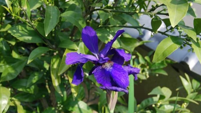 庭の花