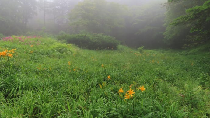 霧の高原、キスゲの花~六甲高山植物園2022/6下旬(1)