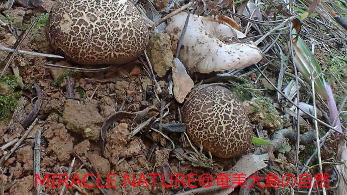 ニセショウロの仲間