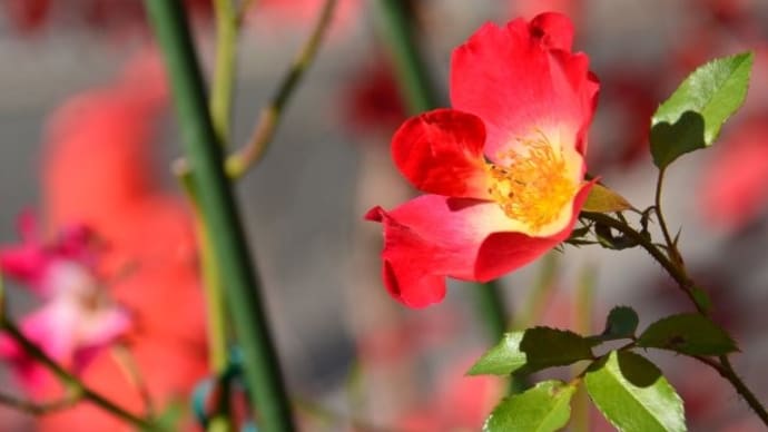 我が家の花日記～庭を彩る鮮やかな秋のバラ