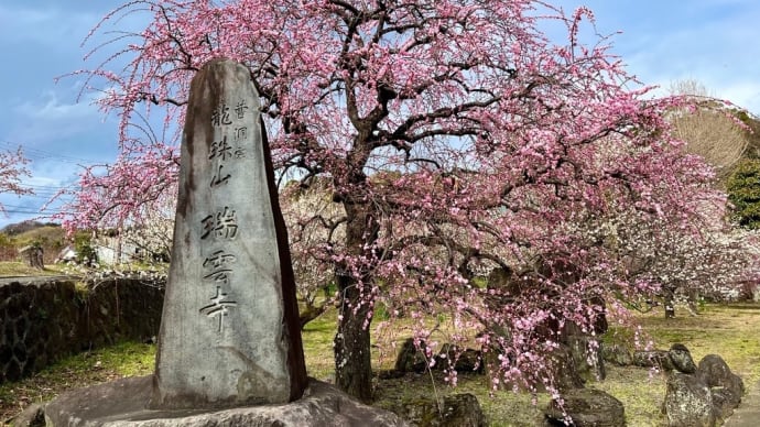 曽我の里 瑞雲寺の梅へ再び