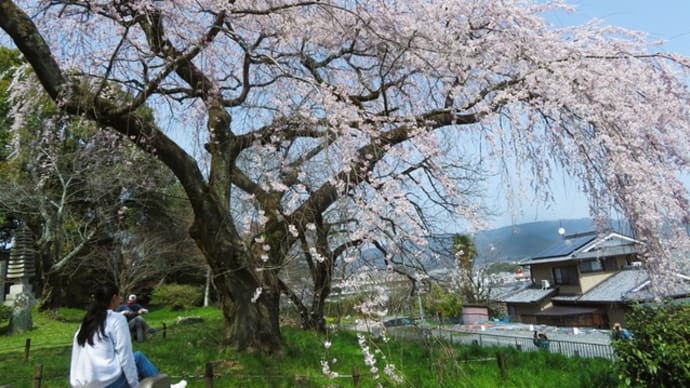 枝垂れ桜の咲くころ　～山科・岩屋寺（大石寺）