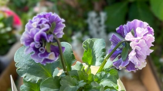 嵐のような朝*三連休でお迎えした花苗など*