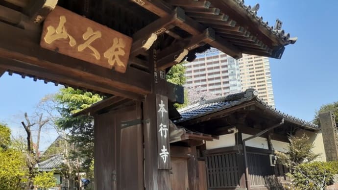 谷中「本行寺」のしだれ桜が満開!