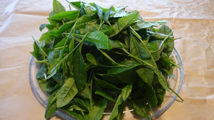 垣根の「ヤブキタ茶」で新茶作り。