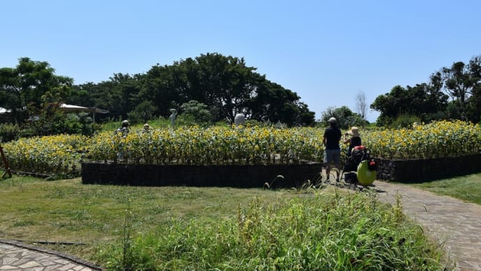 ひまわり狩り 神奈川県横須賀市 長井海の手公園 ソレイユの丘(4)