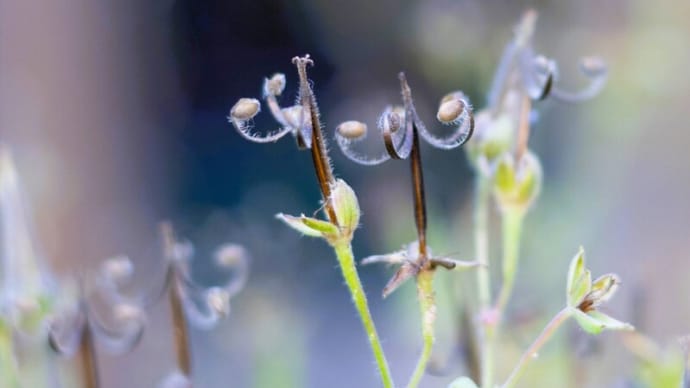 ●我が家の11月の花(2)ゲンノショウコが神輿に(別名ミコシグサ)