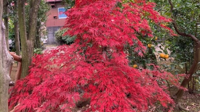 川崎市中原区の個人邸のシダレモミジの紅葉。