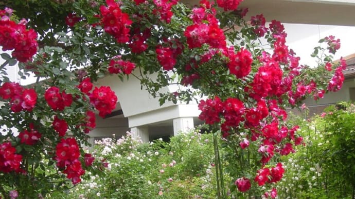 「東御市文化会館薔薇祭り③」~写真と短歌で綴る世界文化紀行