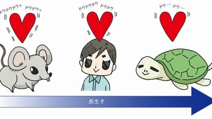 独酌酔言:シリーズ不老不死② 死なない生き物がいる!?ってホント?