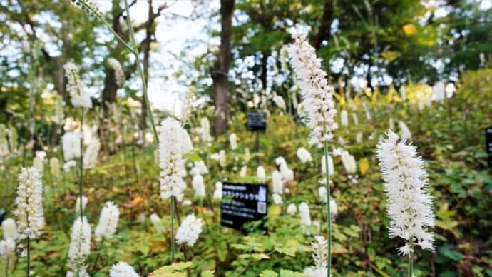 サラシナショウマ、コウヤボウキの花とジャコウアゲハの幼虫(赤塚植物園 2021.11.3撮影)