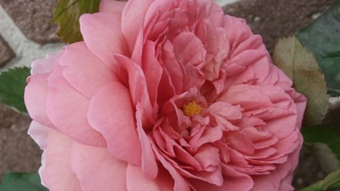 ラローズドゥモリナールの2番花と他にも咲き出した薔薇達＆白妙菊の花