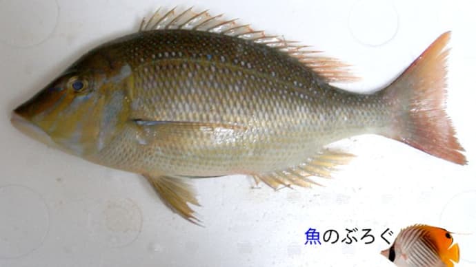ハマフエフキ