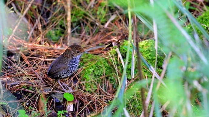 台湾南西部紀行 阿里山編 その2/タカサゴミソサザイ カンムリチメドリ ベニサンショウクイ