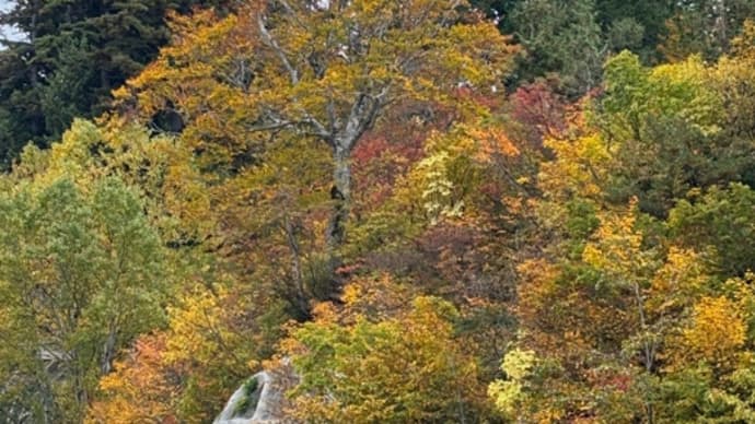 紅葉狩り350キロでした