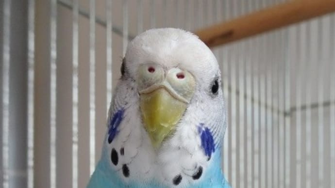 セキセイインコの青ちゃん