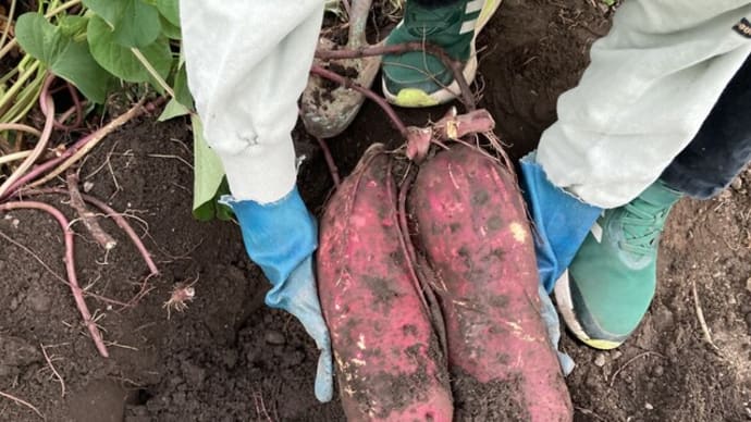 さつまいもの日に芋掘り!ムラサキシキブ、月例10.3 お月様