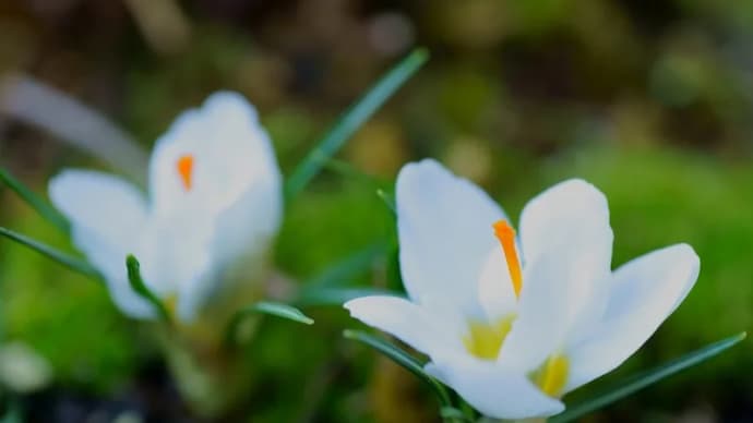 ●我が家の2月の花(7) 昨年の白いクロッカス クリスマスローズ オキザリス・パーシーカラー