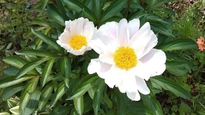 今日から、5月。見事な五月晴れになりそうです~~!