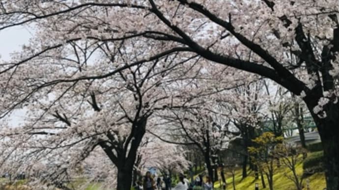 入学式の桜は久しぶり