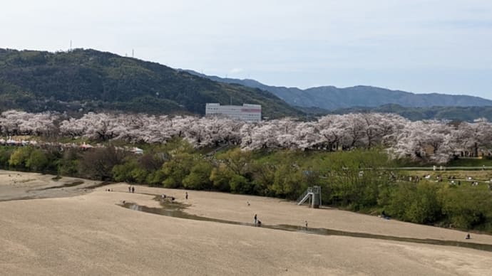 背割堤の桜並木