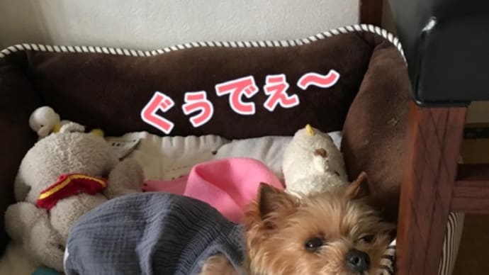 ルルちゃんは癒し