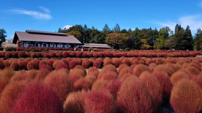 茜色からゴールドへ・・・みちのく湖畔公園・コキア