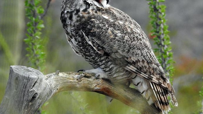 トラフズク Long-Eared Owl