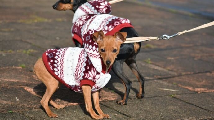 冬場の犬の散歩