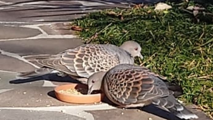 キジバトが餌を啄んでいます