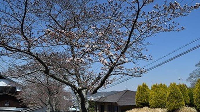 三木市 桜