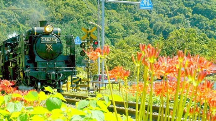 秩父鉄道・・・SLパレオエクスプレス号・・・ヒガンバナの咲く秩父路をゆく