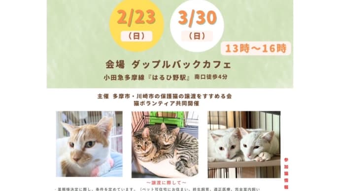 2/23(日)麻生区はるひ野にて保護猫譲渡会開催