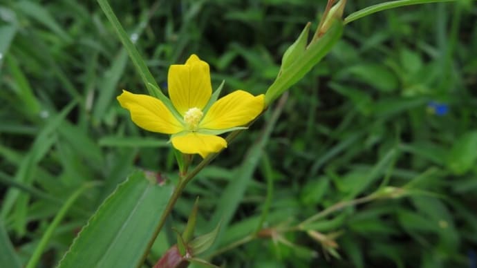 田んぼで見た黄色い花～ヒレタゴボウとチョウジタデ