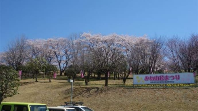 東那須野公園の桜と水仙 2024/4