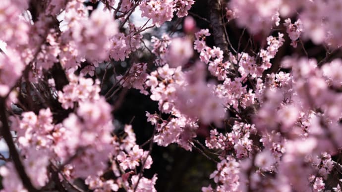 啓翁桜