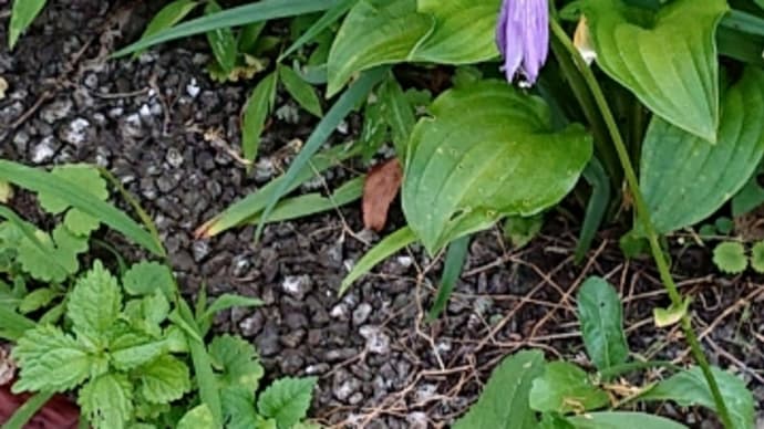 朝の散歩は大塩湖~🎵ギボウシの花一輪😊