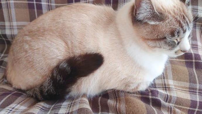 尻尾も様々